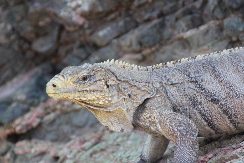 CubanRockIguana.jpg